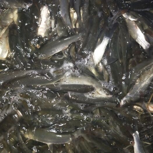 浏阳市黄尾鲴鱼苗 