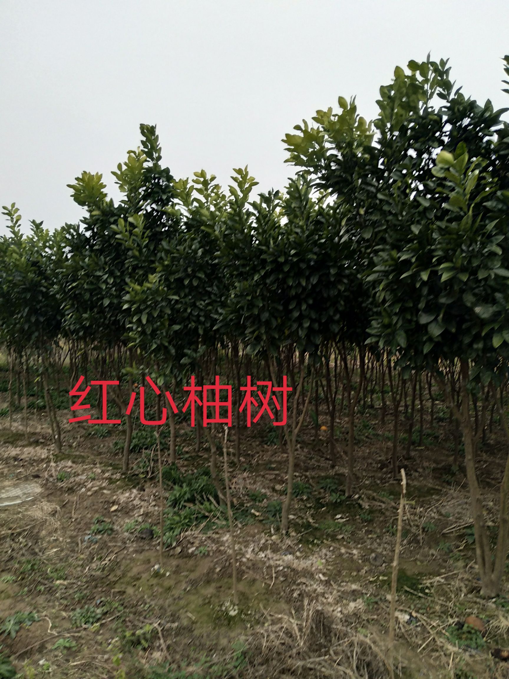 南烛叶树 :桔子树