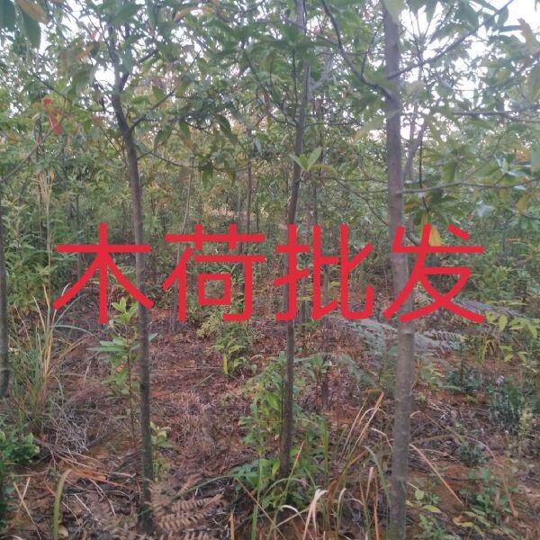 木荷苗基地批发1一8公分