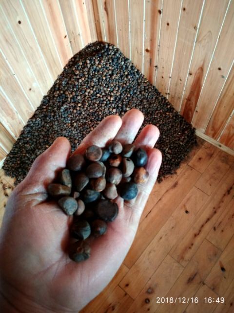 贵州铜仁野生老茶树油茶籽干货出油率高产地直发山茶籽干品无杂质