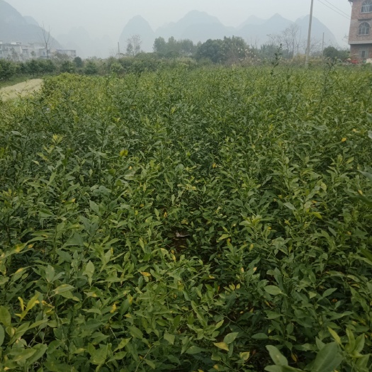 荔浦市香橙苗 扦插苗 0.5~1米 