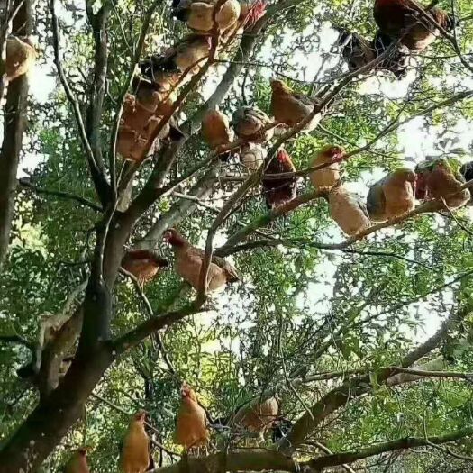 惠州灵山精品土鸡