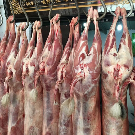 中牟县白条羊 生肉 