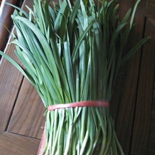惠民县雪韭 二茬 20~30cm 