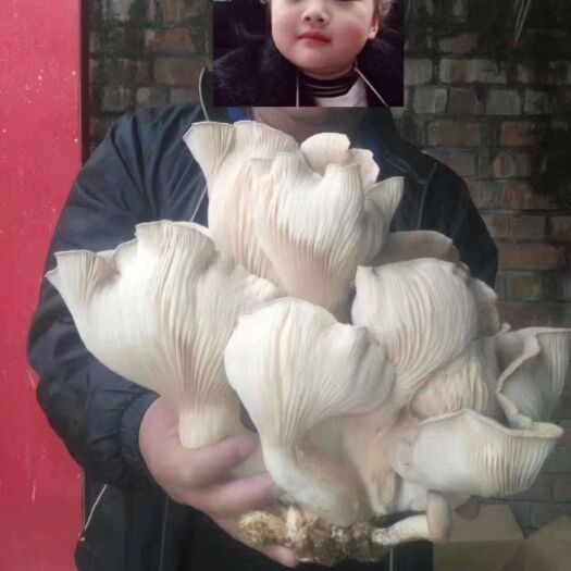 固阳县蘑菇 