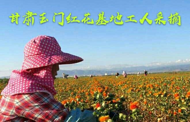 玉门市甘肃玉门红花批发 产地直销 专业种植红花30年 甘肃玉门红花