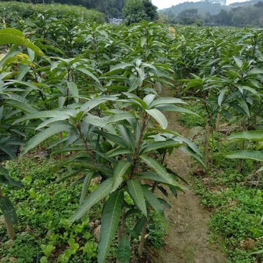 灵山县红金龙芒果苗 