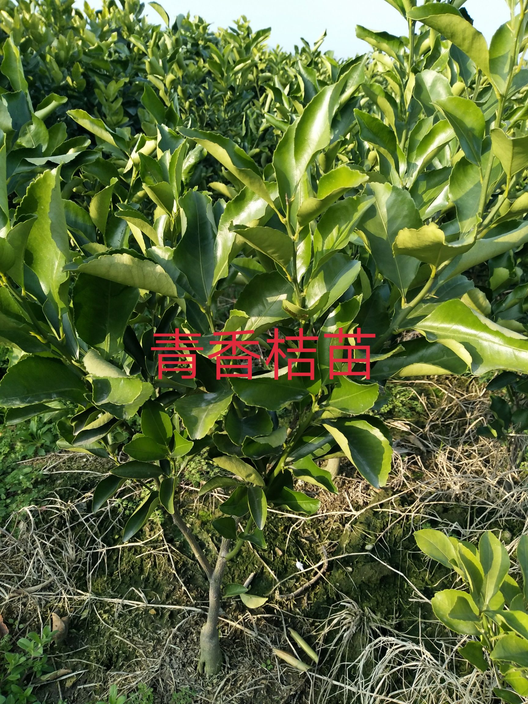 南烛叶树 :桔子树
