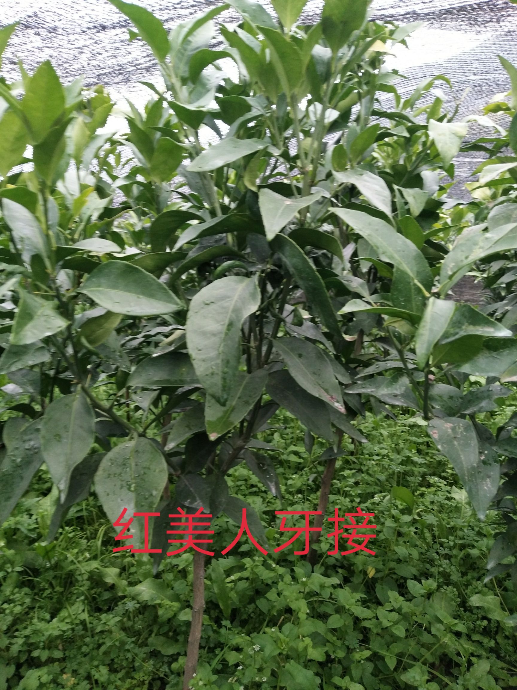 南烛叶树 :桔子树