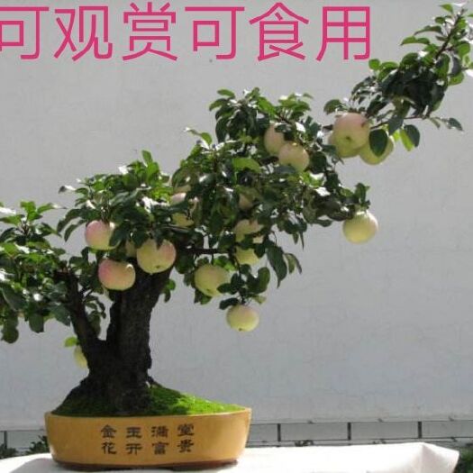 平邑县果树盆景  盆栽苹果，观花，吃果，赏型。