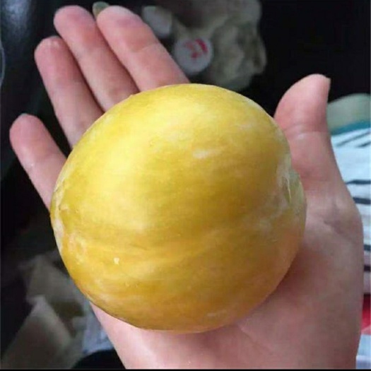 恭城县黄金奈李苗 ，产地直销，现挖现发，量大从优，免费技术指导。