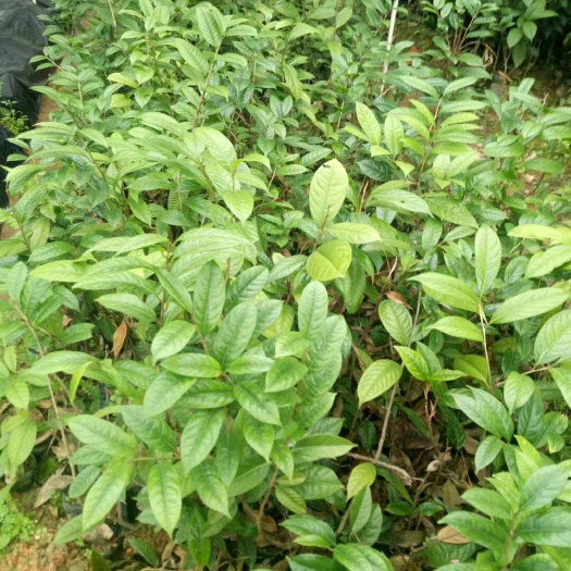 浦北縣金花茶 35cm以上 