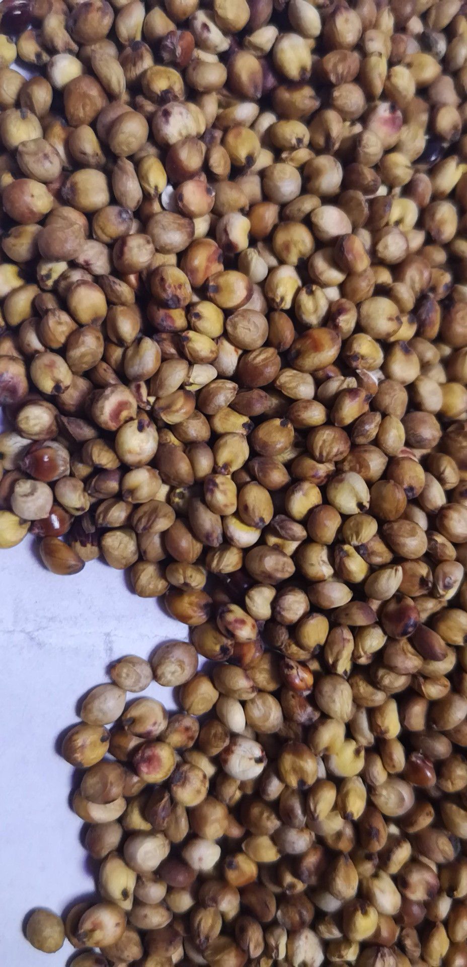 霉变 ≤1%晋杂22号