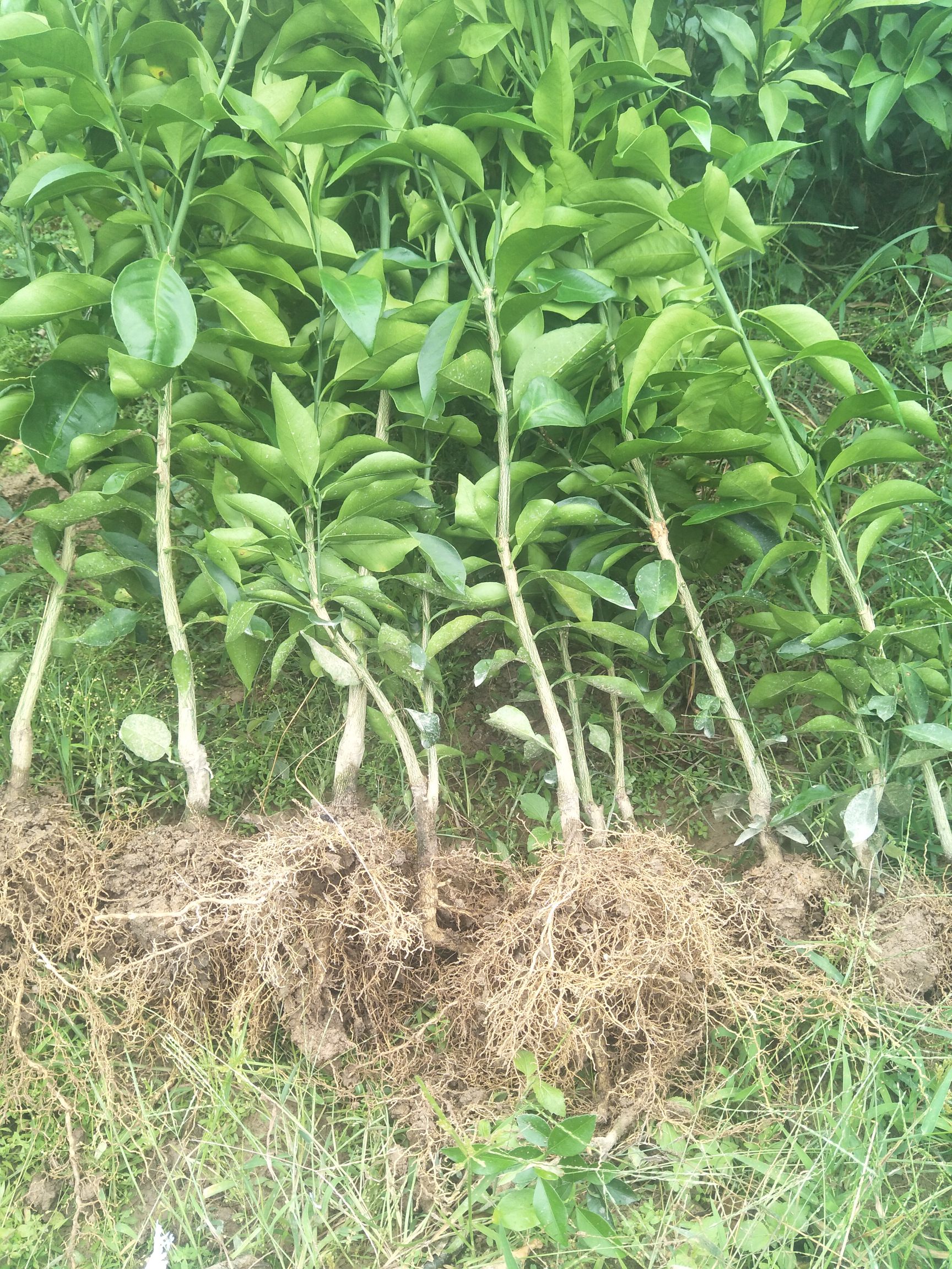 爱媛28号柑桔苗 红美人诱变优系果大丰产脱酸早快抗黄化代号(