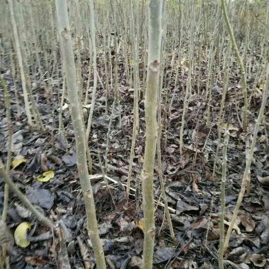 扶风县香玲核桃苗 