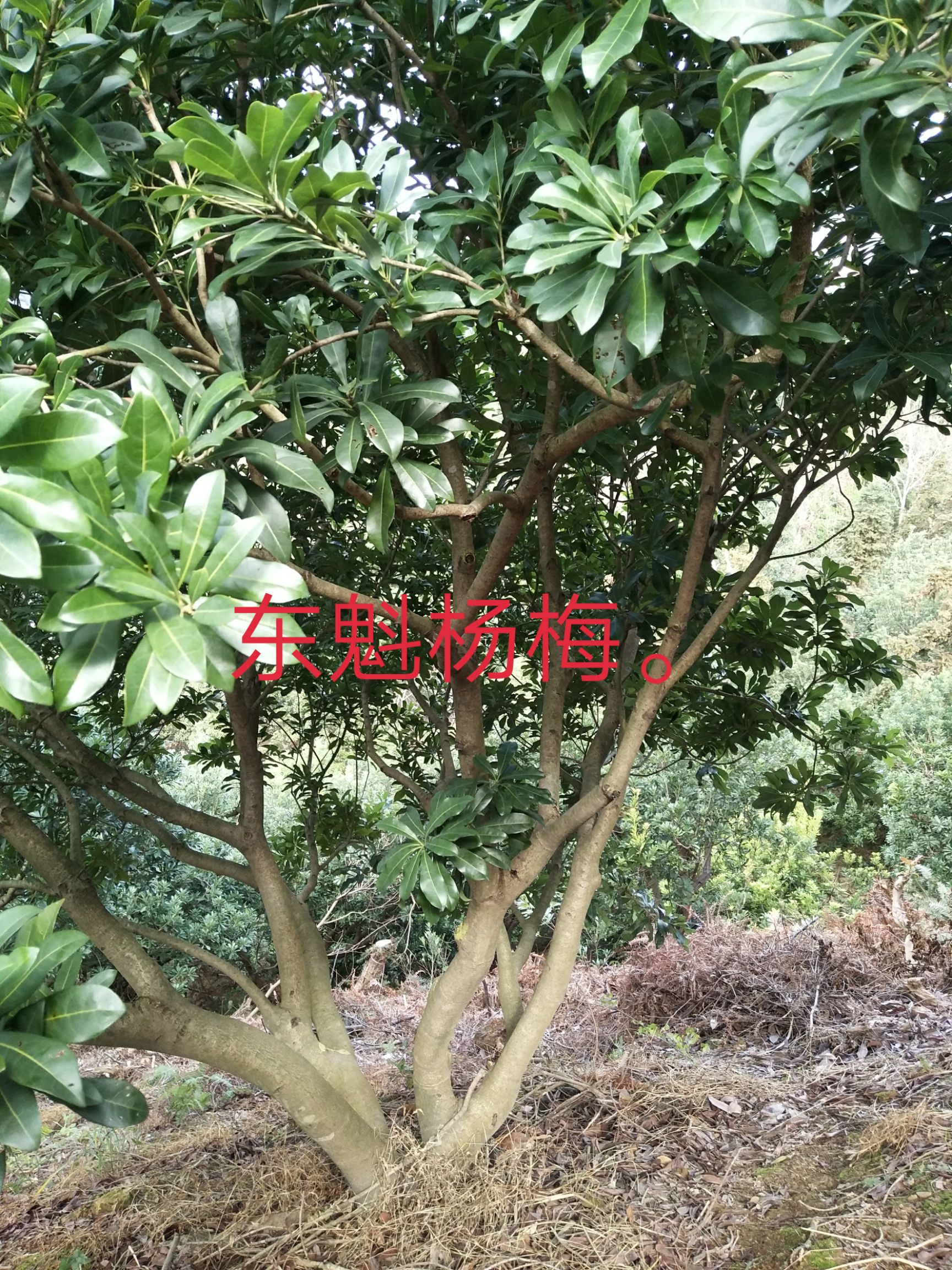 南烛叶树 :桔子树