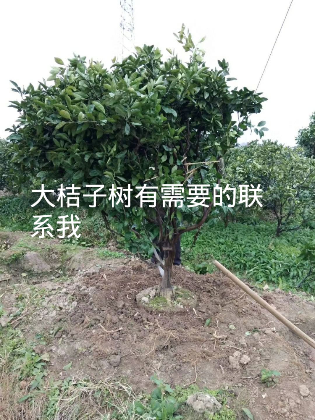 南烛叶树 :桔子树