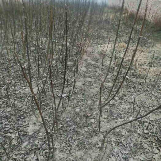 扶风县香玲核桃苗 