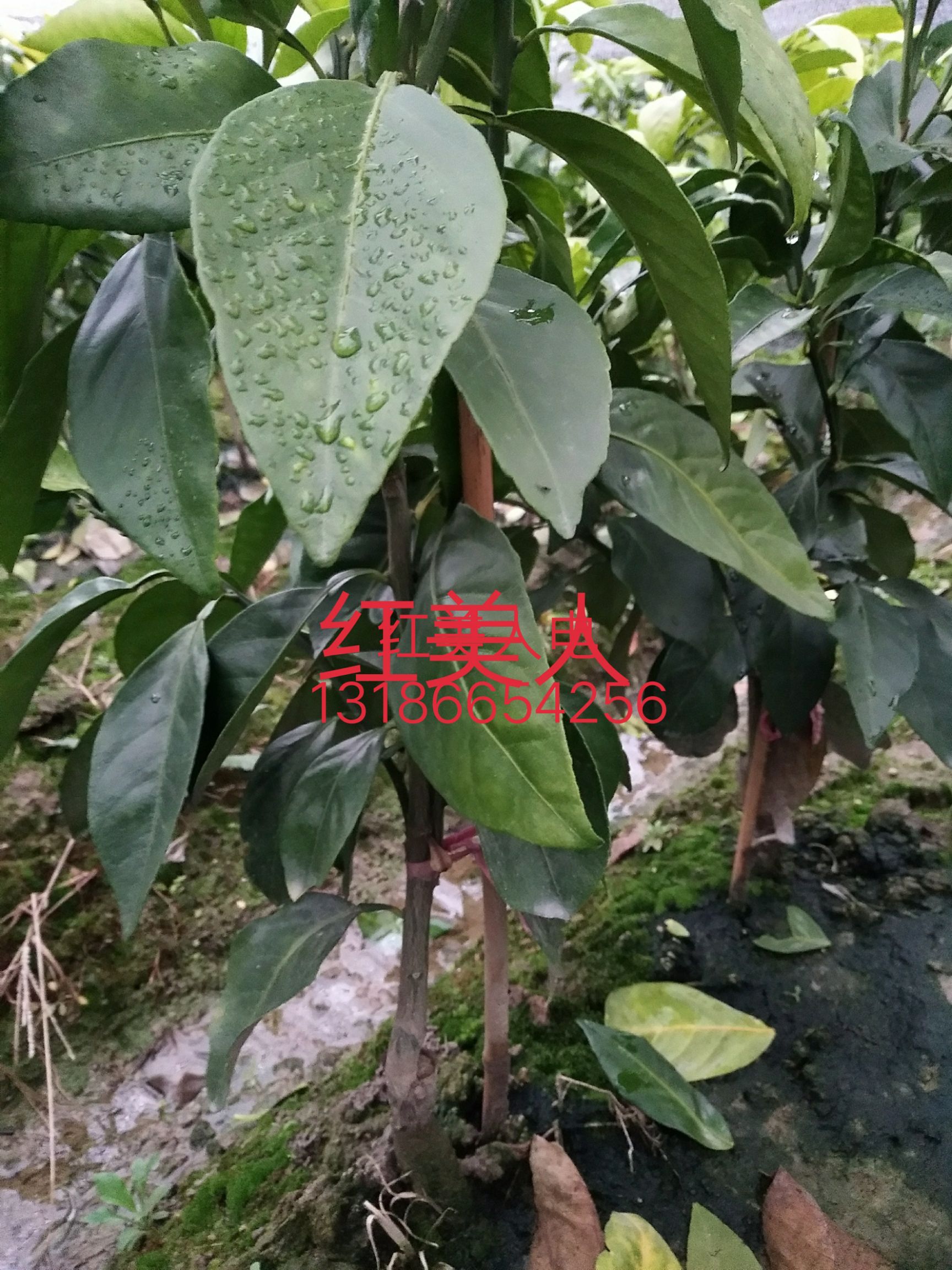 南烛叶树 :桔子树