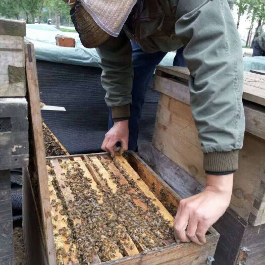 桐柏县槐花蜜 塑料瓶装 2年以上  