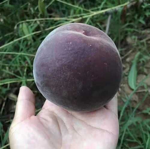 嫁接桃树苗 1~1.5米 