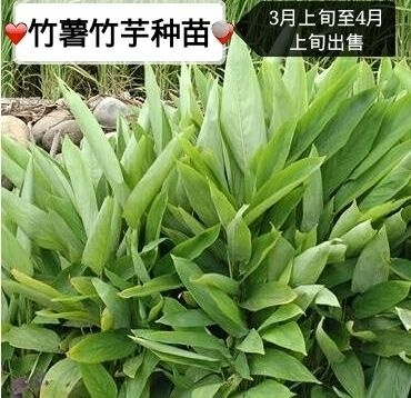 信宜市冬粉薯苗 
