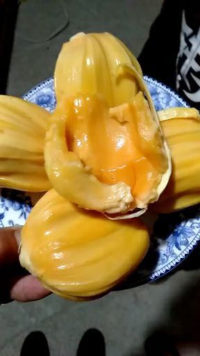 灵山县红肉菠萝蜜苗 