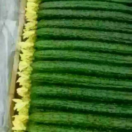 临汾刺黄瓜  量大