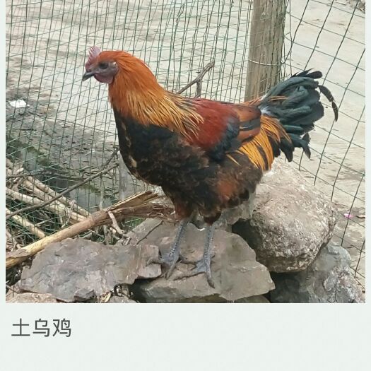 晴隆县土鸡 3-4斤 公 