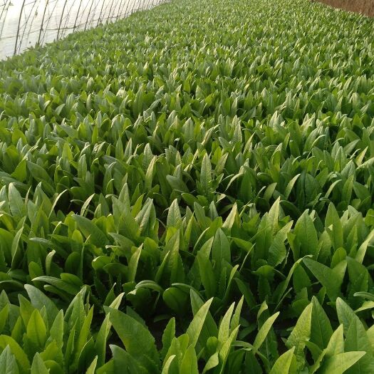 沈阳美冠油麦菜  油麦菜