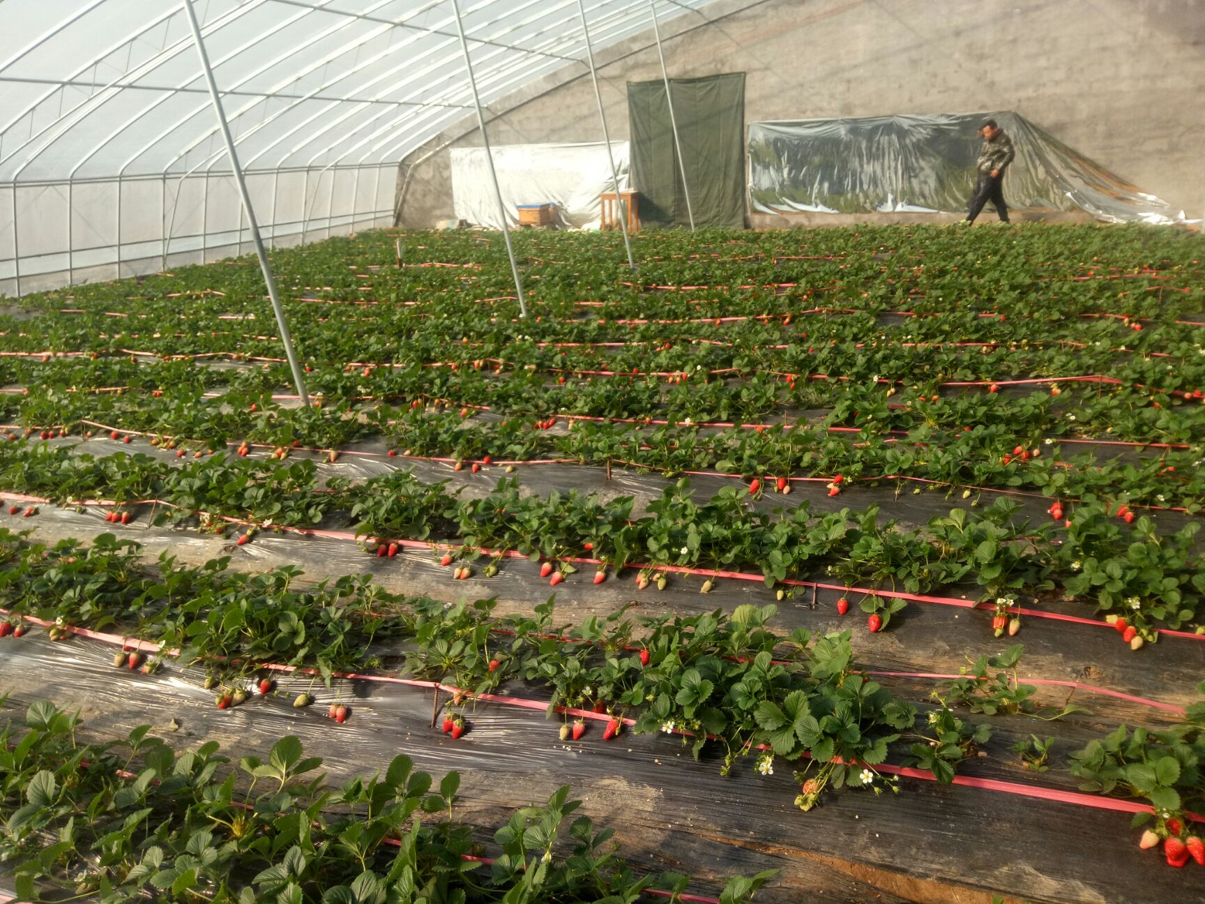 甜宝草莓 20克以上 