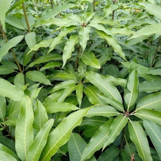 灵山县台农一号芒果苗 