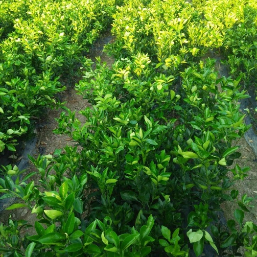 上犹县卡拉卡拉红肉脐橙苗 嫁接苗 0.5米以下 