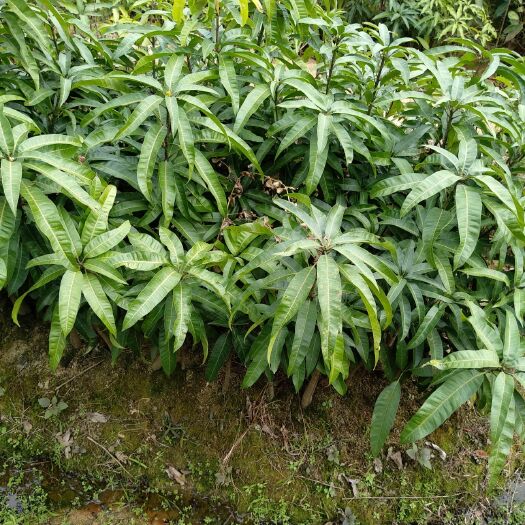 灵山县澳芒苗 