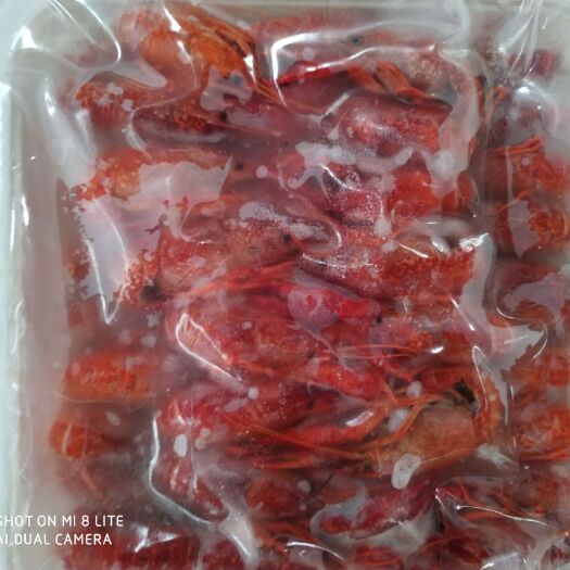 潜江潜江小龙虾 4-6钱 人工养殖 