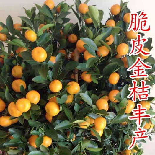 平邑县脆皮金桔苗 脆皮金桔蜜糖金桔观赏桔苗盆栽地栽带果发货包成活包邮