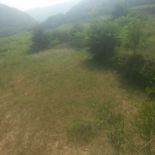 礼泉县灌木林地 送一年34年林380亩