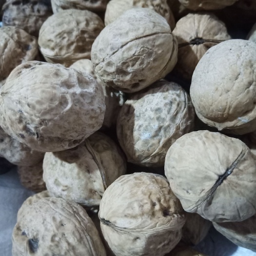 核桃树种子