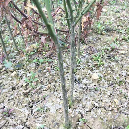 富川县种植枳壳苗 