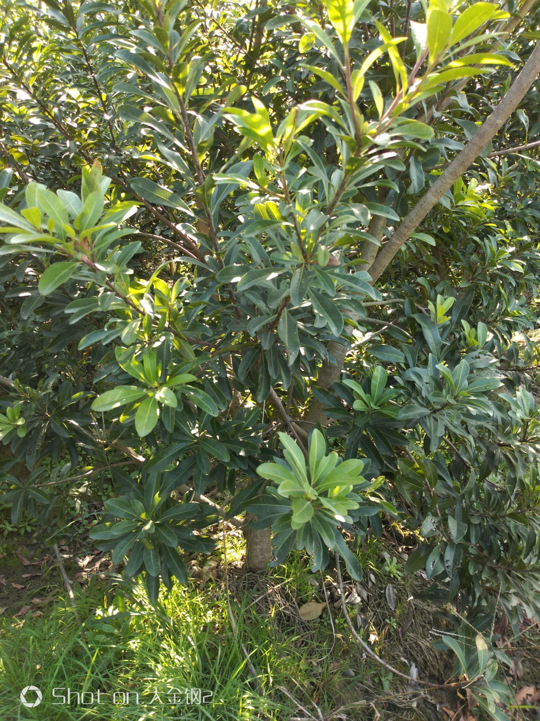 荸荠杨梅种苗 