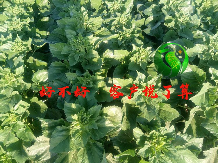 矮大头产量高出油率高榨油用油葵种子向日葵太阳花籽正品包邮