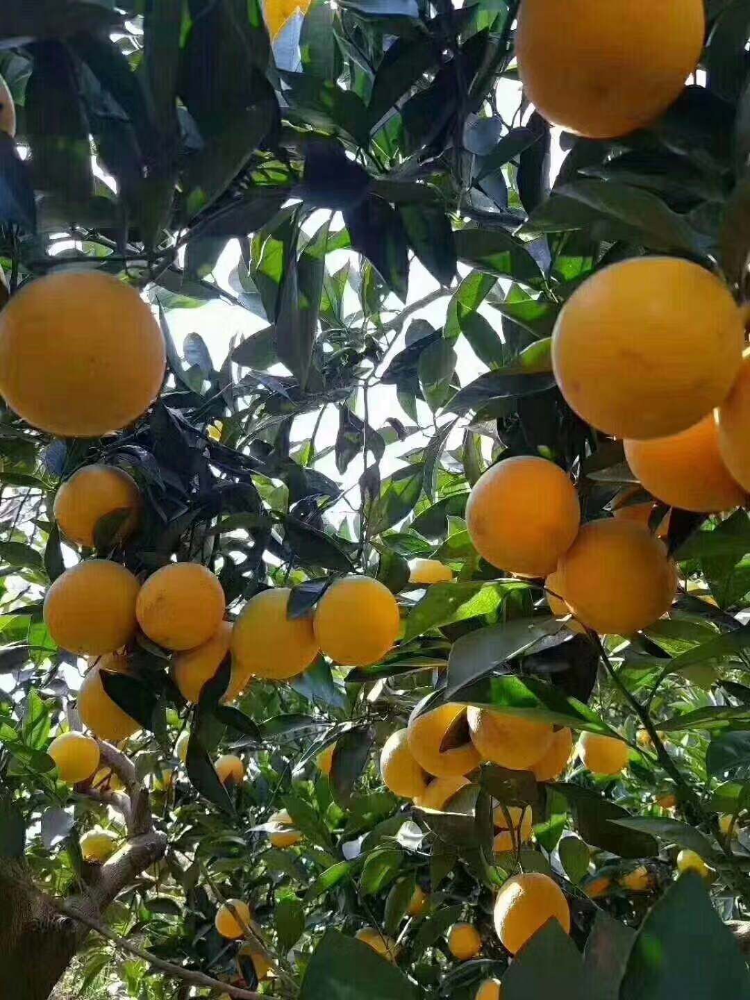 冰糖橙 55 - 60mm 4-8两 