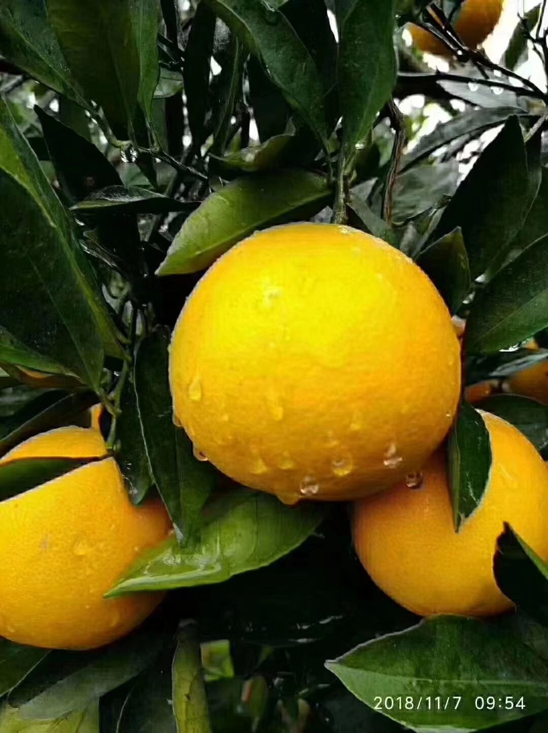 冰糖橙 55 - 60mm 4-8两 