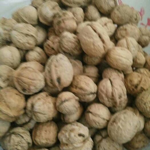 富平县老树核桃 