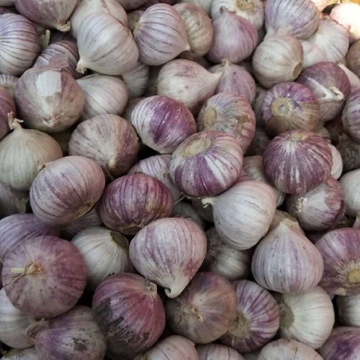 洱源县独头蒜 4.5cm以下 独头 