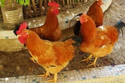 南宁 快大黄鸡苗