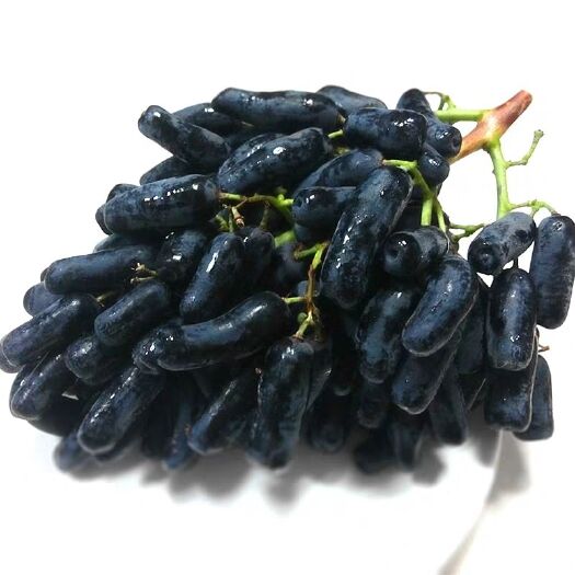 平邑县蓝宝石蓝莓苗 死苗后补发包结果，技术常年有效