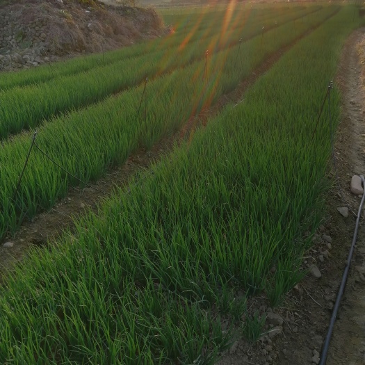 柳州小香葱