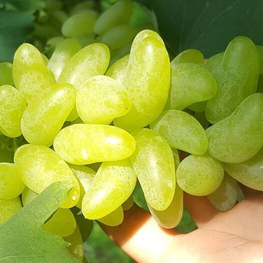 平邑县金手指葡萄苗