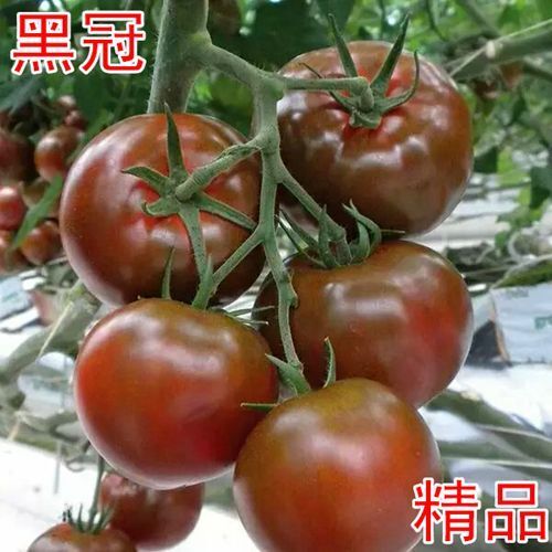 寿光市硬粉番茄种子  大果黑番茄种子